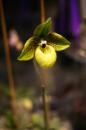 orchidees senat 036 * 4368 x 2912 * (4.66MB)